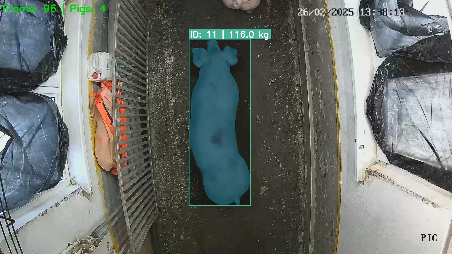 Pig counting and video weight estimation